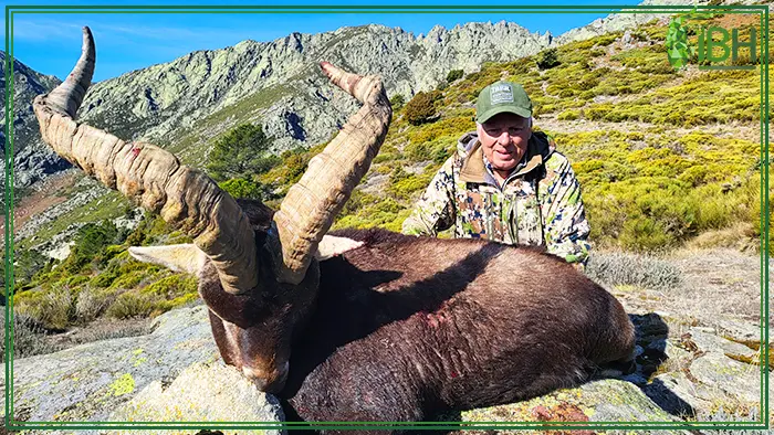 Spanish Gredos ibex hunt in Spain