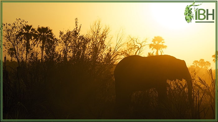 Elephant in South Africa with sunset as background