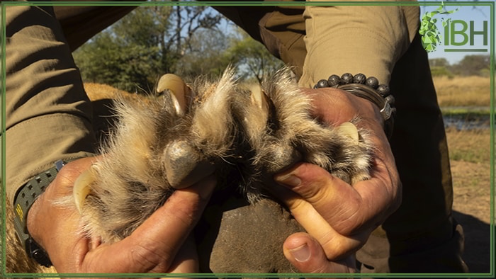 Paw of the lioness in South Africa