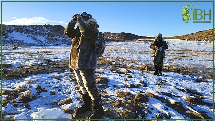 Reindeer in Greenland during your hunting trip