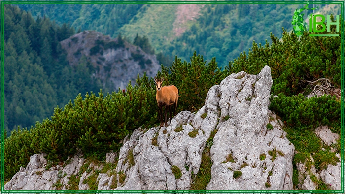 Discover the best chamois alpine hunt in Croatia
