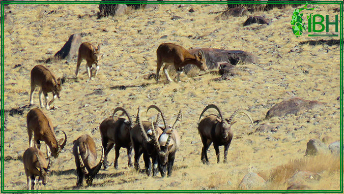 Group of ibex for hunting in Mongolia