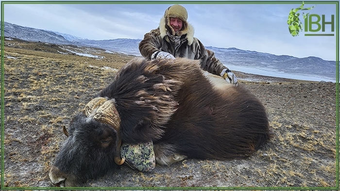 Hunter with his muskox trophy in Greenland