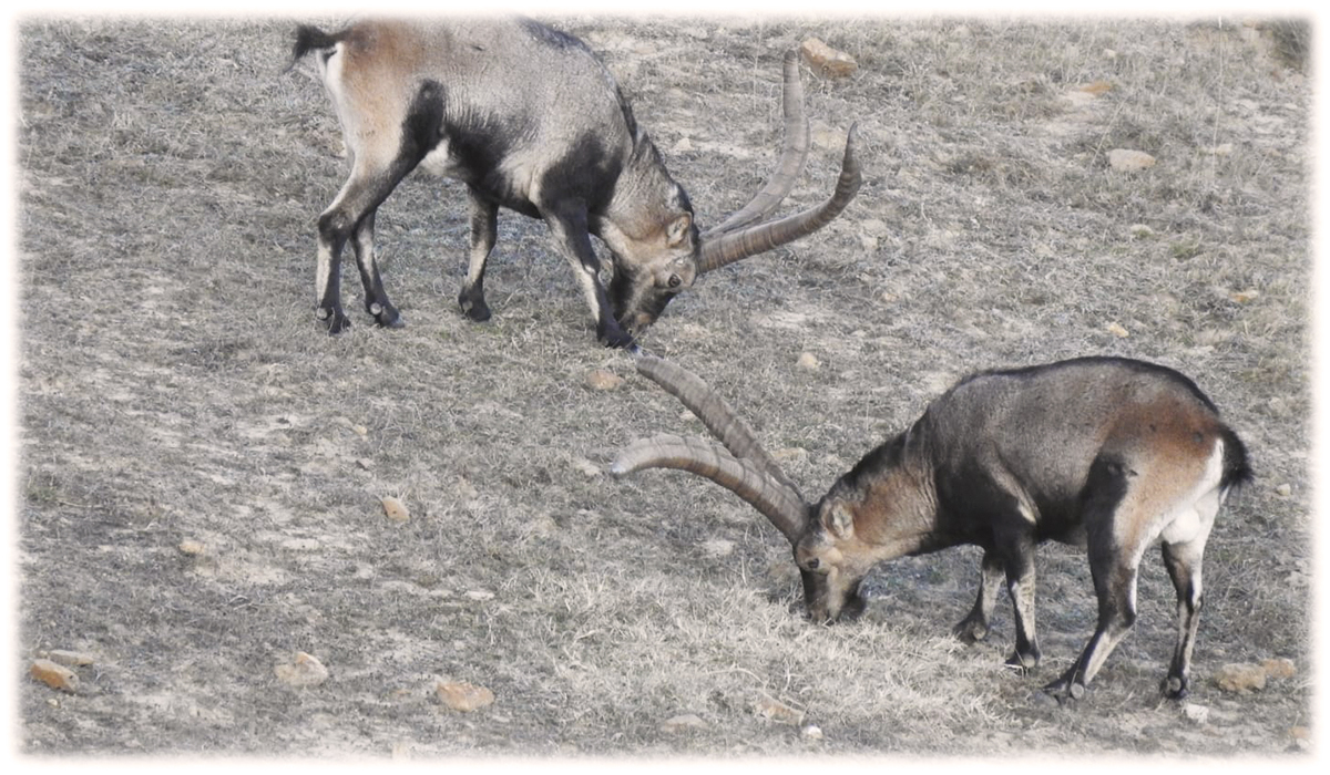 Spanish Beceite ibex on a hunting reserve of Spain