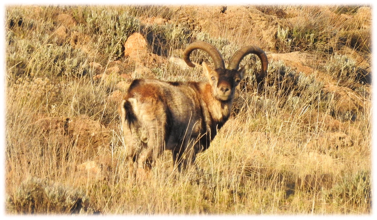 Sierra Nevada ibex