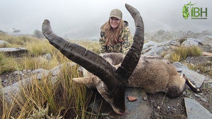 American huntress hunting Sierra nevada ibex in Spain