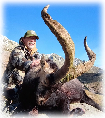Hunting trophy Gredos ibex