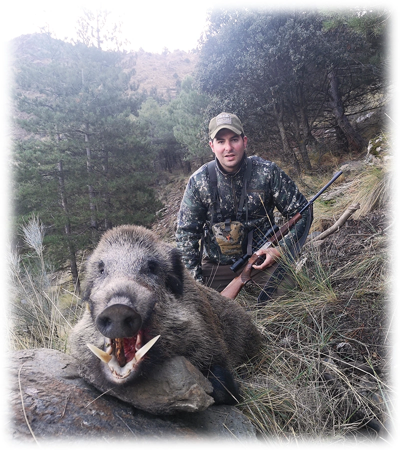 Hunting Spanish wild boar
