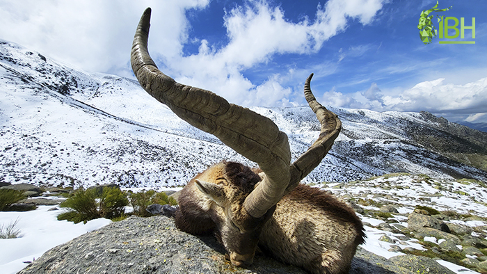 Enjoy Gredos ibex hunting in Spain