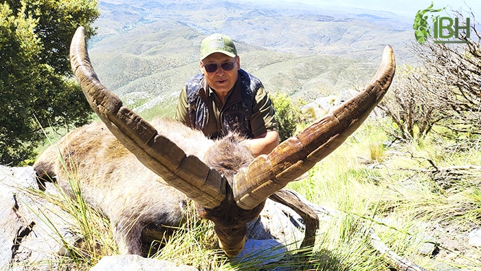 Hunting Spanish Southestern ibex in South Spain
