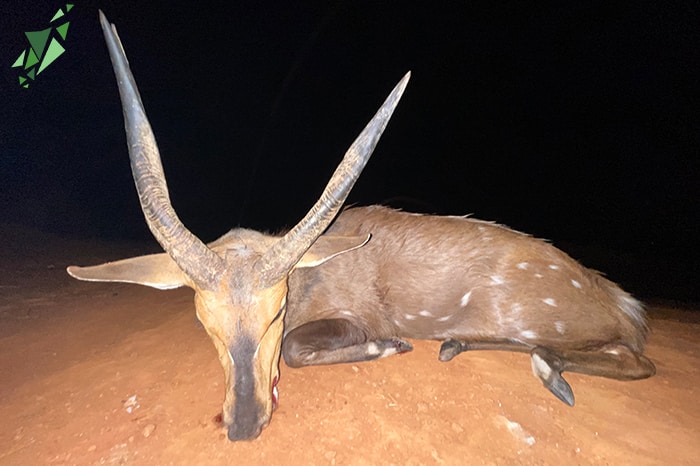 Bushbuck hunting trophy at night