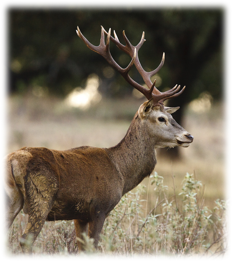 Spanish Red Deer for Monteria
