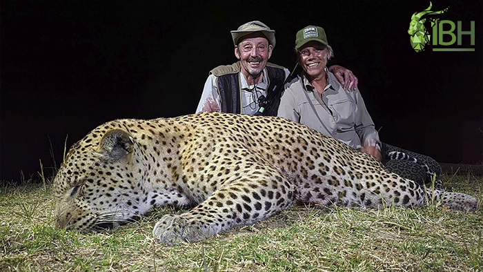 Hunting leopard in Zambia