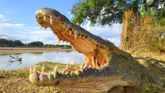 Hunting crocodile in Zambia