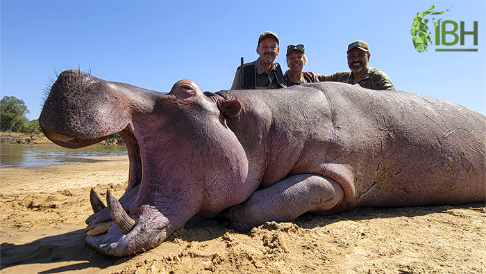 Hippo trophy hunt in zambia and hunters