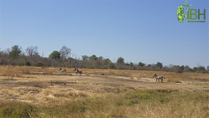 Zebras on the hunting area in Zambia