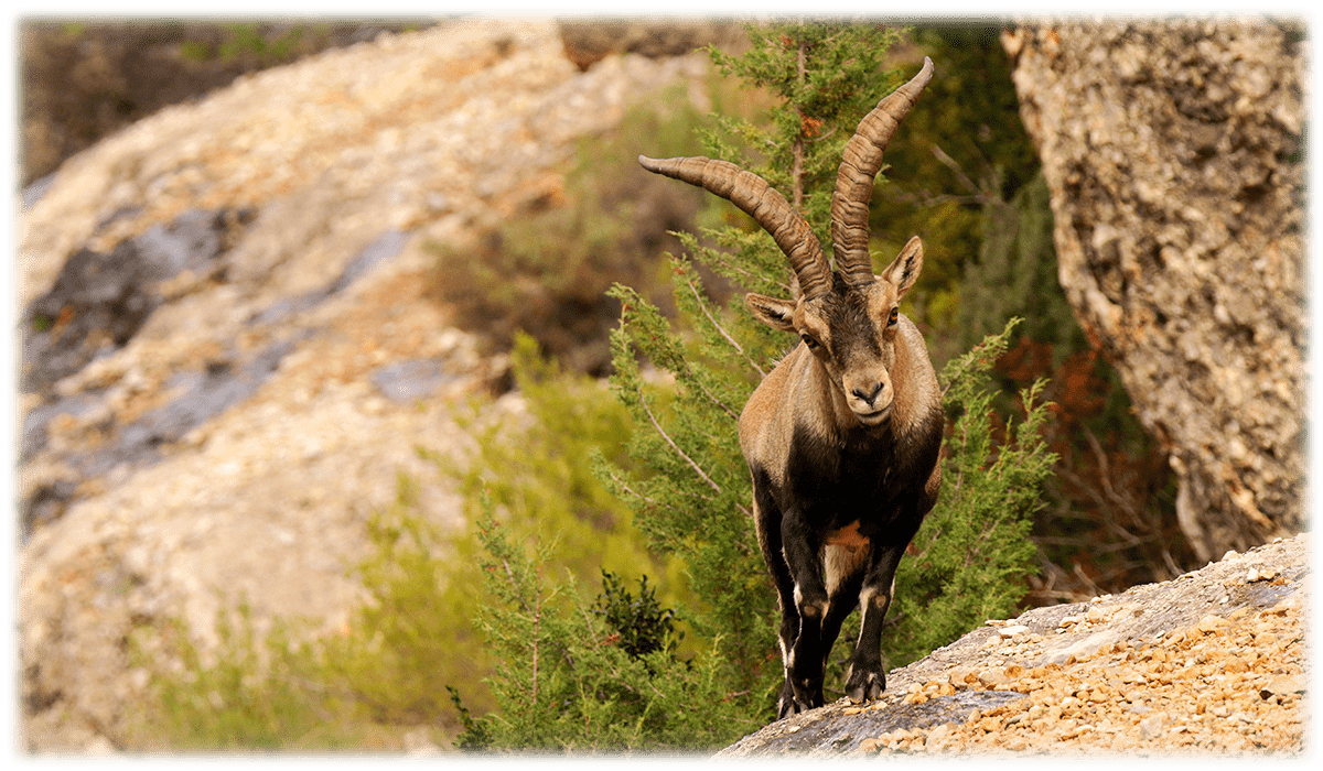 Spanish Beceite ibex on a hunting reserve of Spain