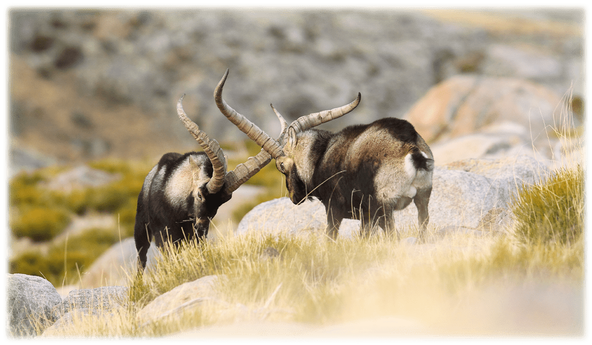 Looking the Gredos ibex on a natural park in Spain