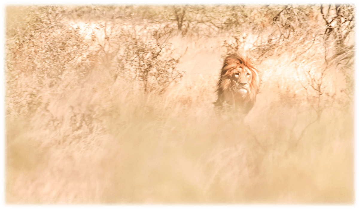 Lion King in South Africa