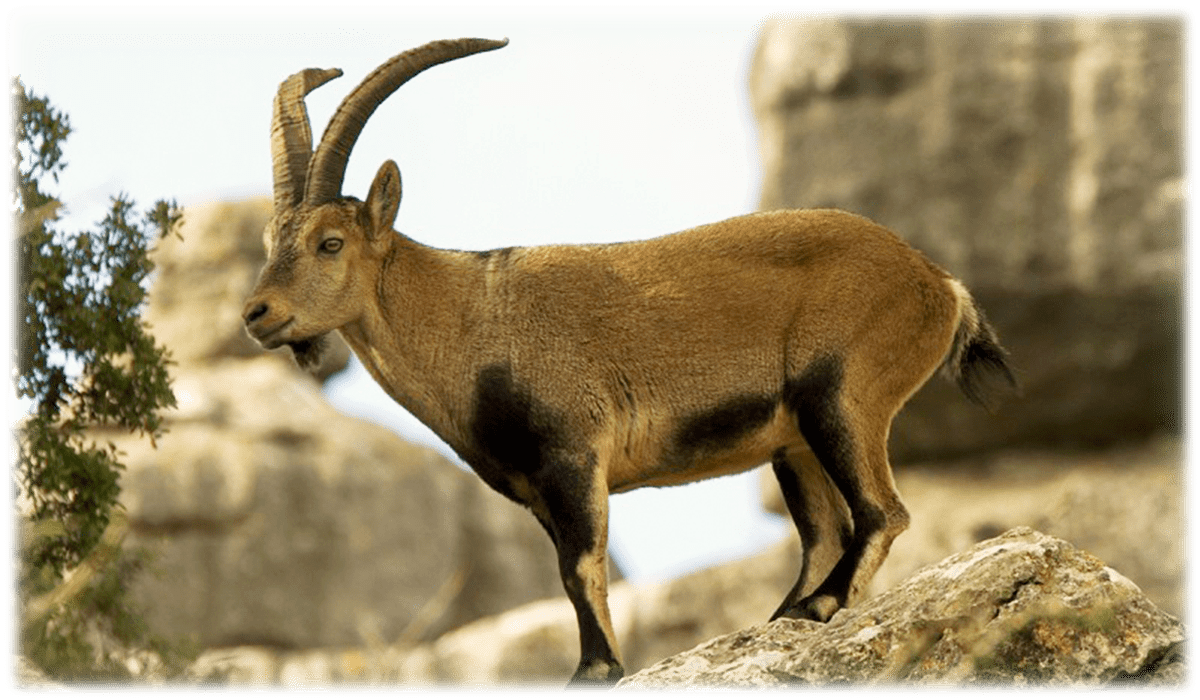 The Spanish Ronda ibex on the top of a mountain