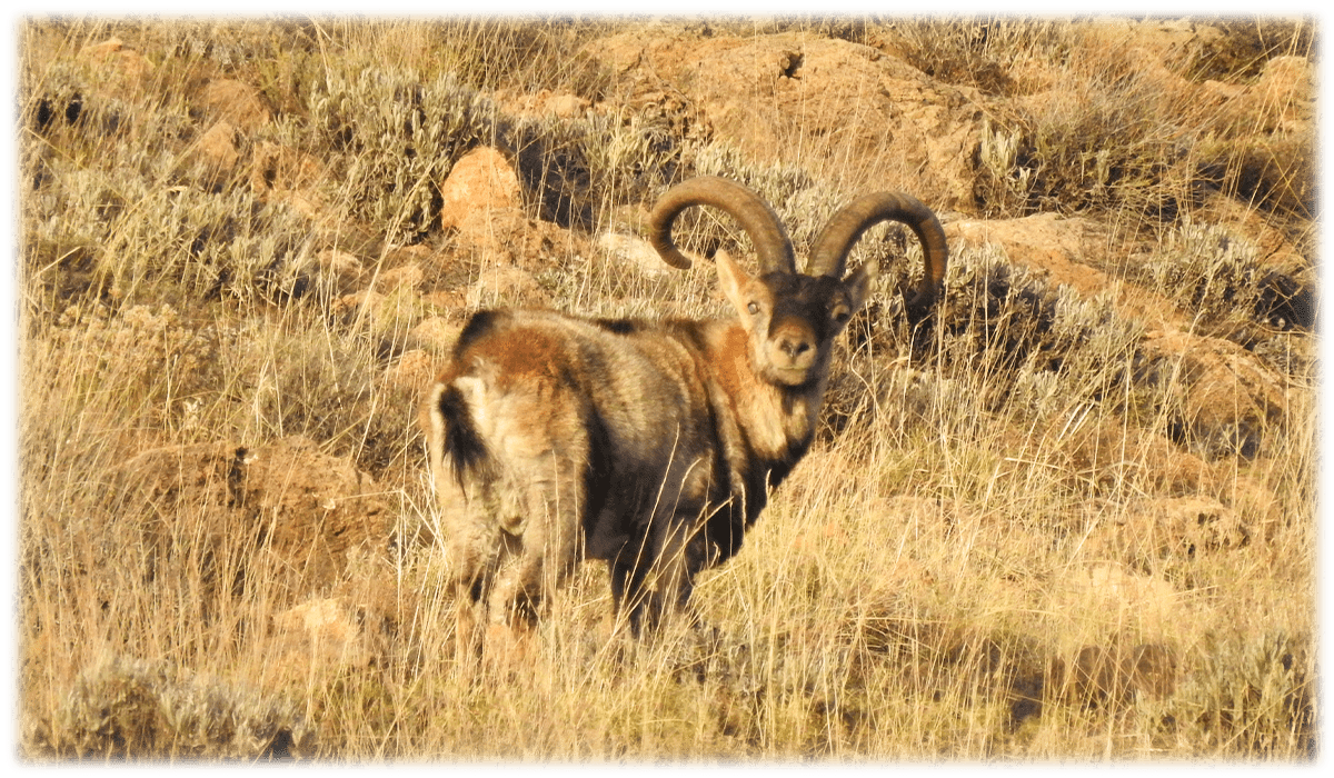 Sierra Nevada ibex on a mountain in Southern Spain