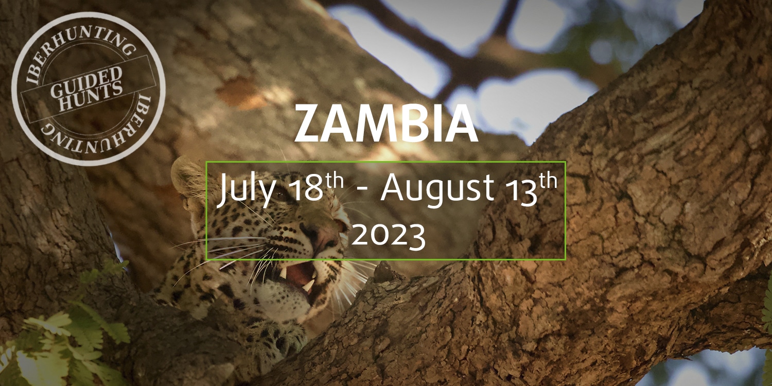 Join our next hunting trip in Zambia to hunt Leopard, hippo, buffalo and crocodile. 