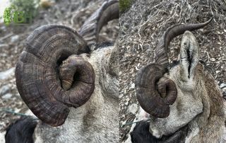 Picture for the hunting blog: Hunt of an extraordinary ibex