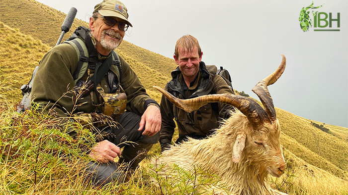 Arapawa Sheep Hunting in New Zealand with Iberhunting