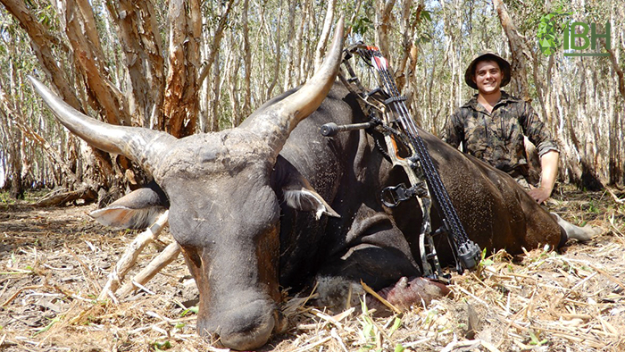 Picture of a hunting trophy of banteng in Australia