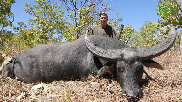 Picture of a water buffalo hunting in Australia