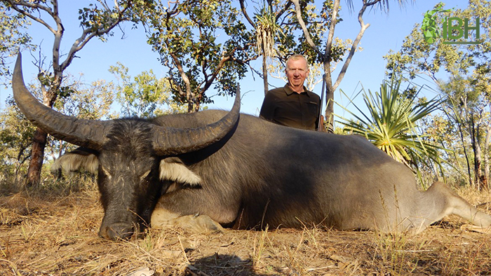 Picture of a water buffalo hunt in Australia