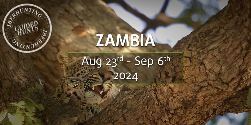 Hunting in Zambia next IberHunting guided trip in 2024