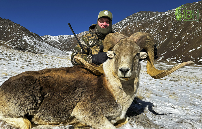 Marco Polo hunting in Tajikistan with IberHunting