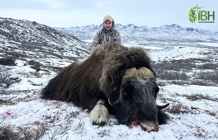 Sergio with his trophy of hunt muskox in Greenland