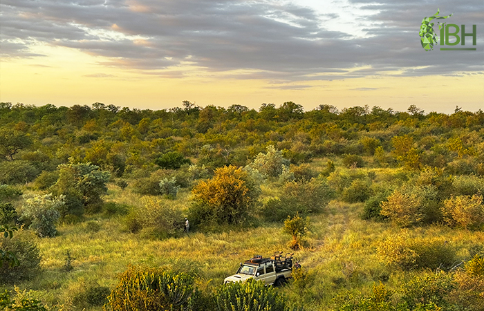Picture of the landscapes of hunting area for lion in South Africa