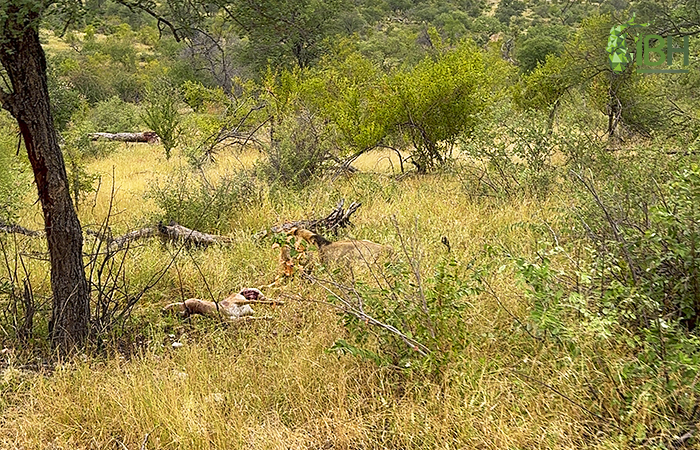 Picture of a lion in the landscape of the hunting area in South Africa