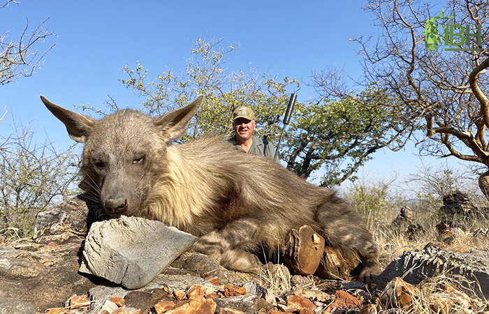 Oryx Namibia hunt.