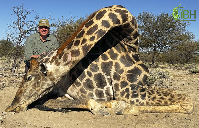 Giraffe Namibia hunt.