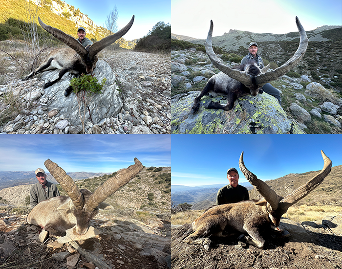Four different types of ibex for the Grand Slam