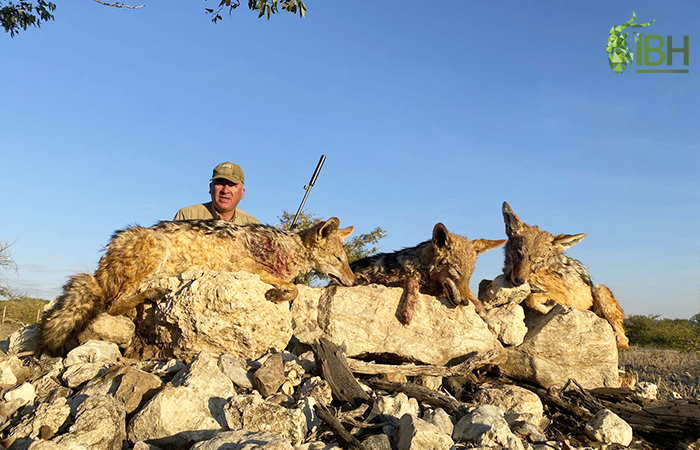 Giraffe Namibia hunt.