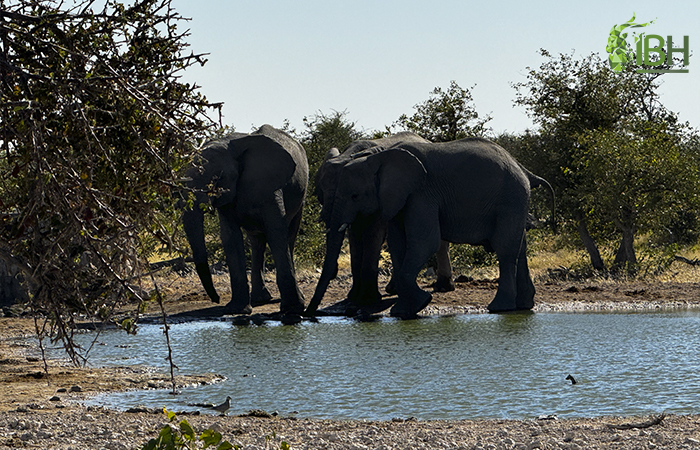 Picture of elephants drinking water in Namibia.