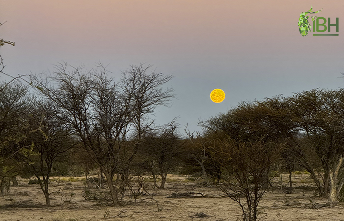 Picture of the moon and savannah in Namibia.