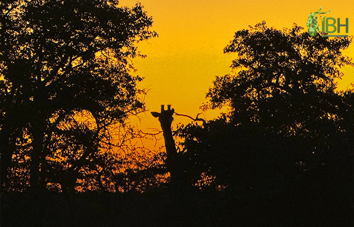 Sunset picture from our Namibia hunting trip.