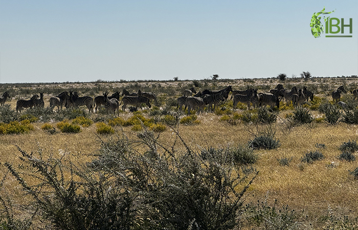 Oryx Namibia hunt.