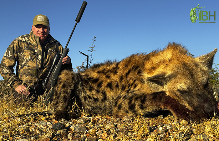 Hyena Namibia hunt.