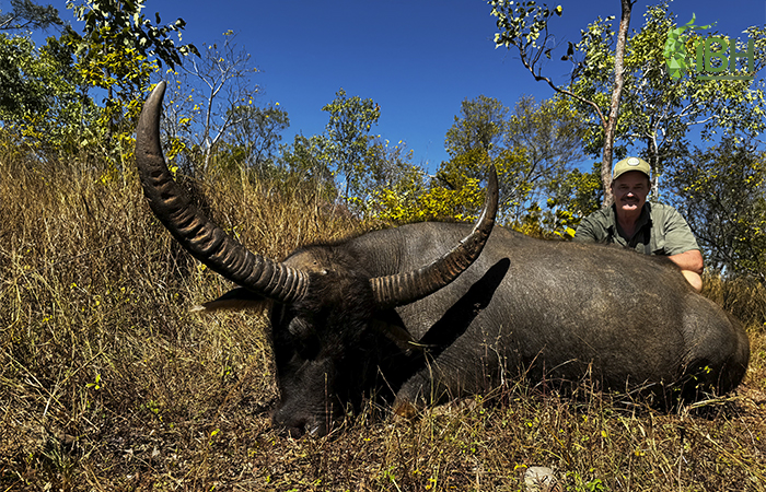 Cow Buffalo hunting trophy in Australia