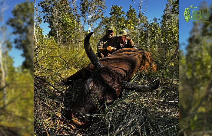 Selective Wild Ox in Australia.