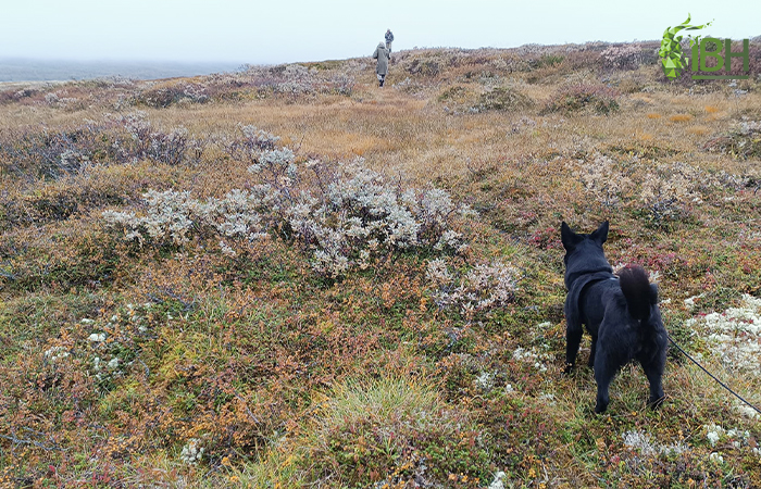 Diva checking the terrain for real hunt