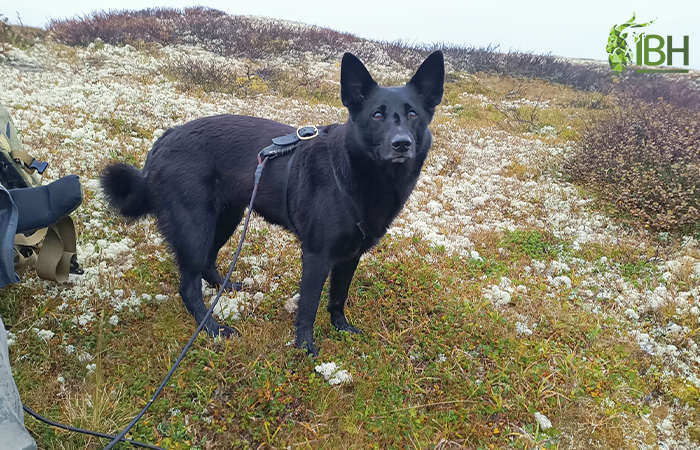 Diva, the dog that helps to hunt a great caribou trophy in Norway