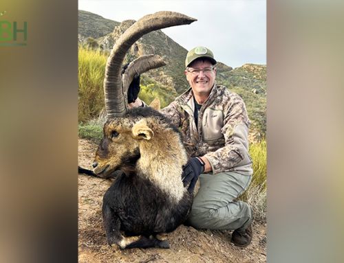 Spanish Ibex With Iberhunting